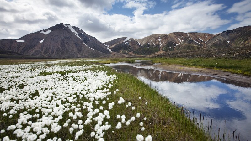 White flowers in a mountain valley