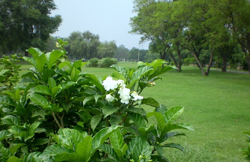 White flowers in a park
