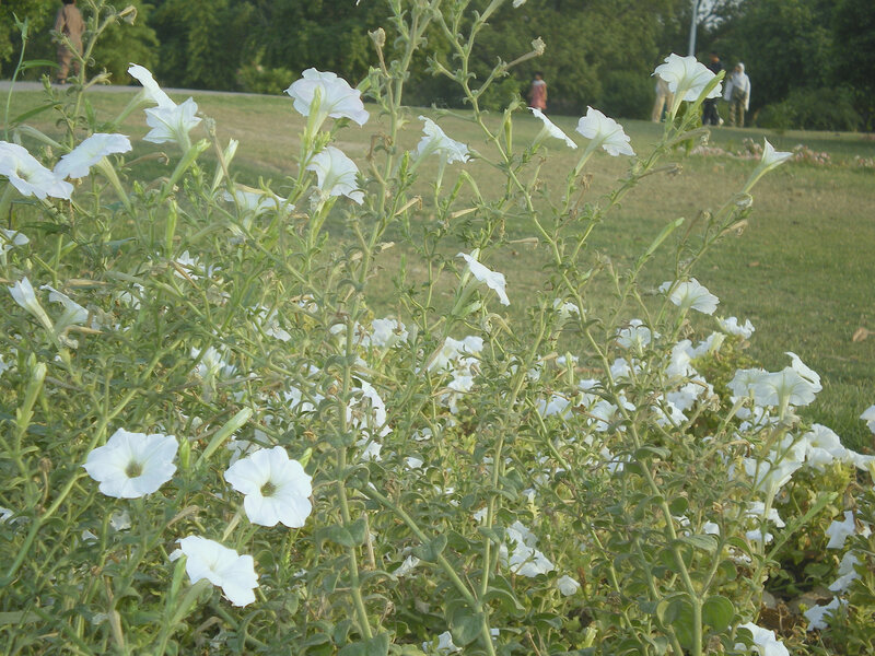 White flowers in a park