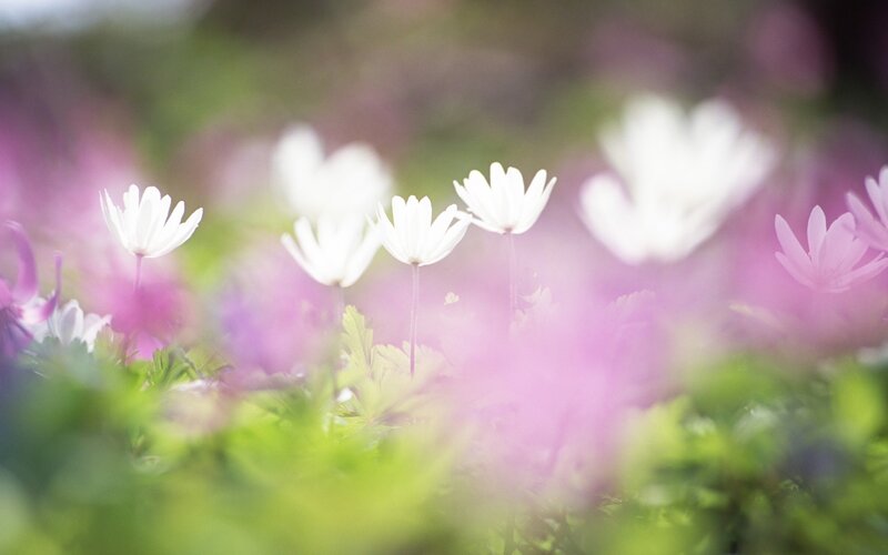 White flowers in a pink field