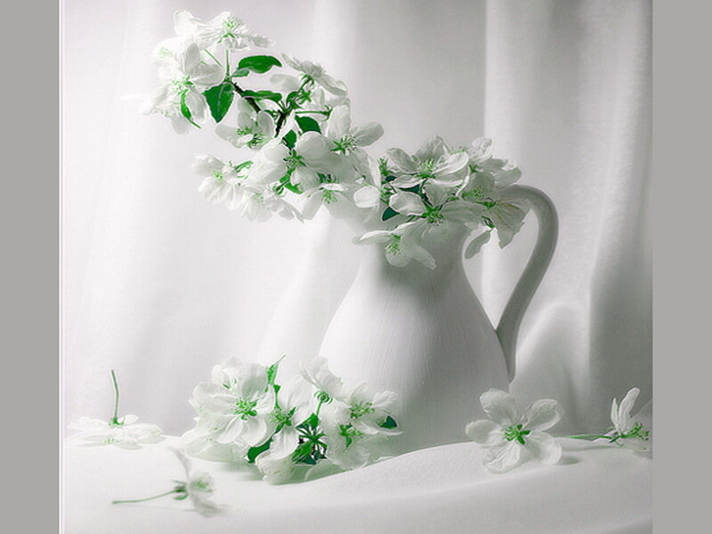 White Flowers in a Pitcher — Serene, Spring