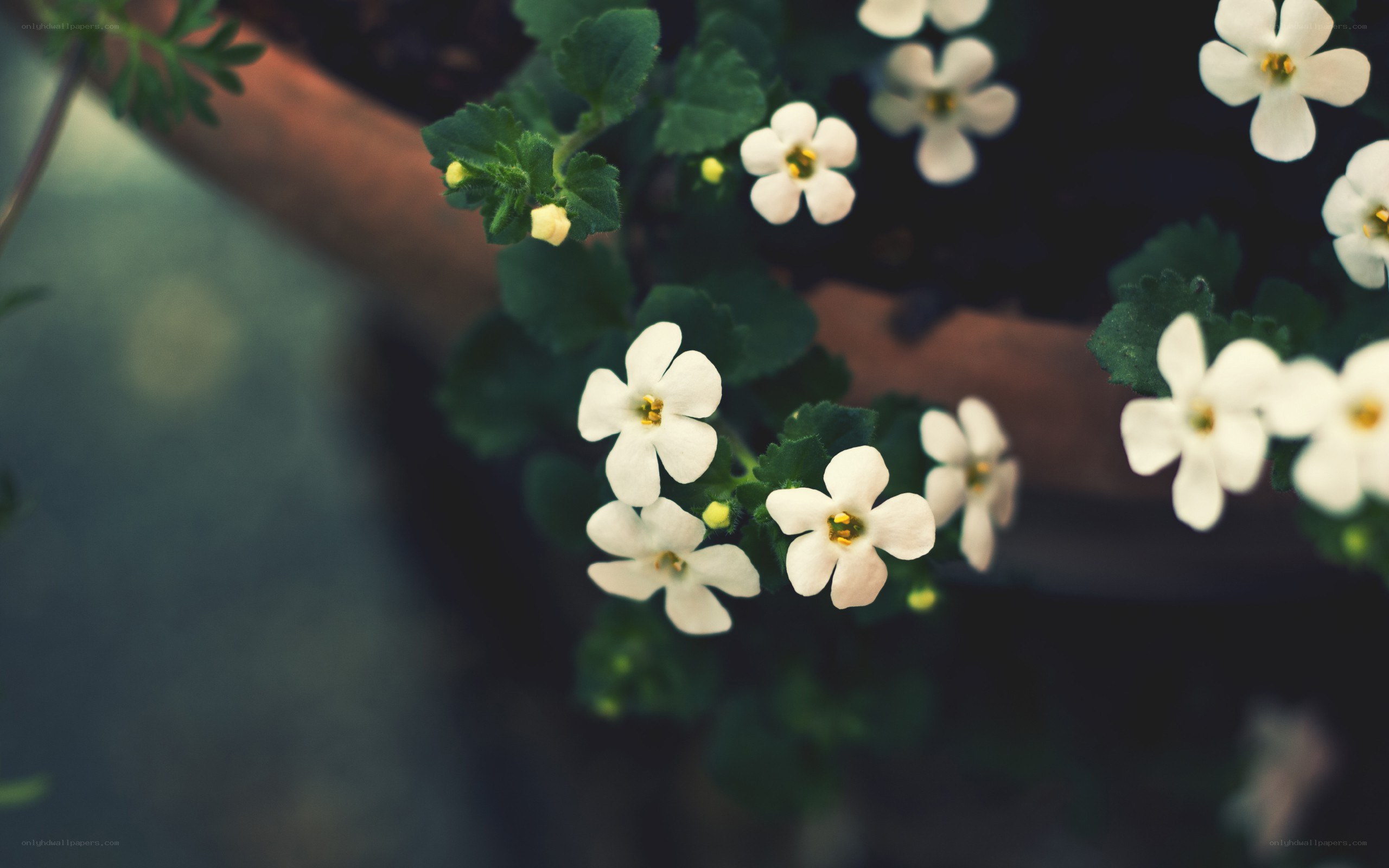 white flowers in a pot