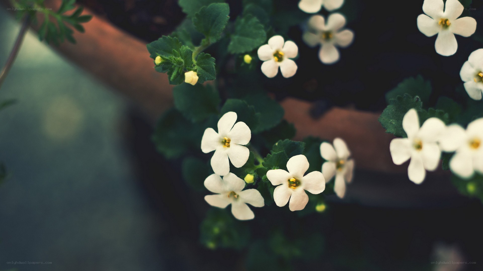 white flowers in a pot