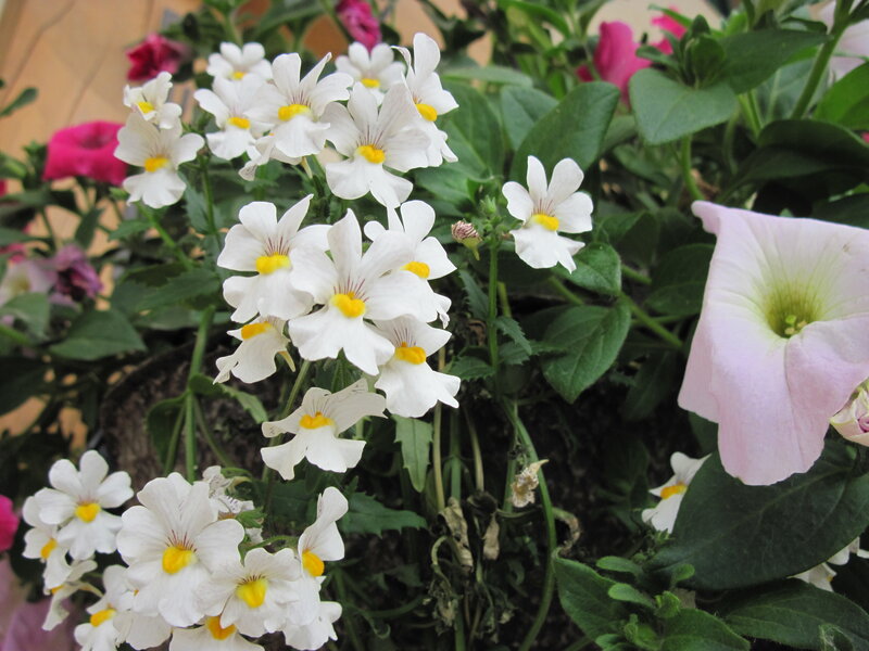 White Flowers in a Pot — Calm
