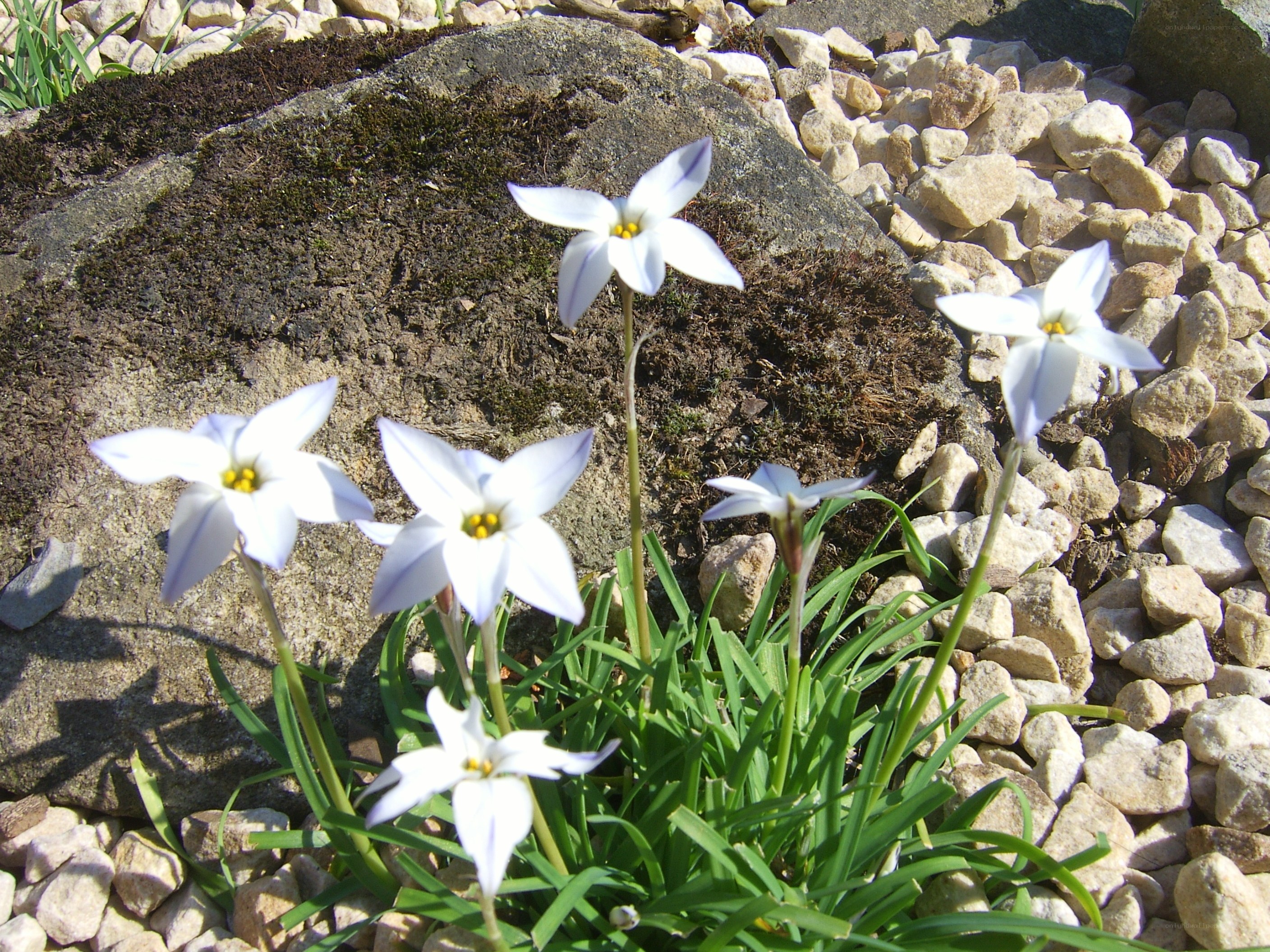 White flowers in a rock garden