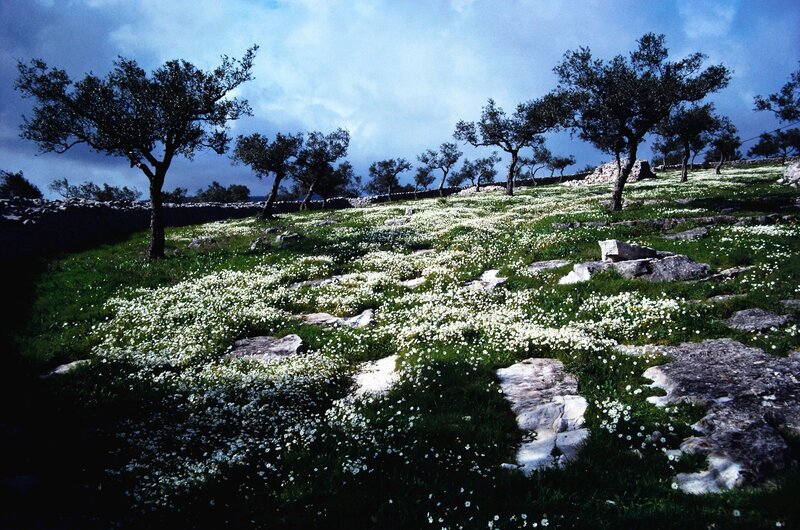 White flowers in a rocky field