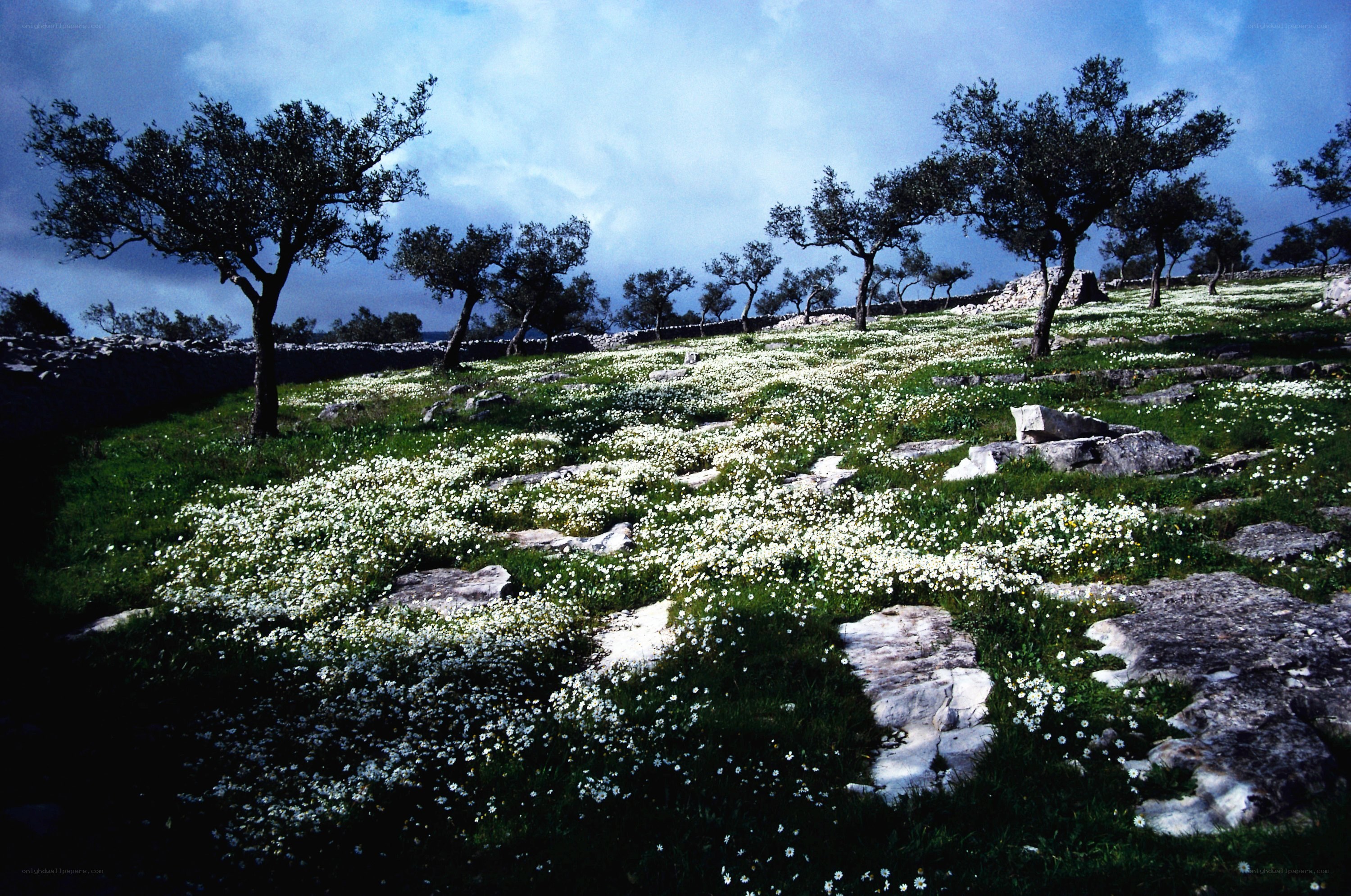 White flowers in a rocky field
