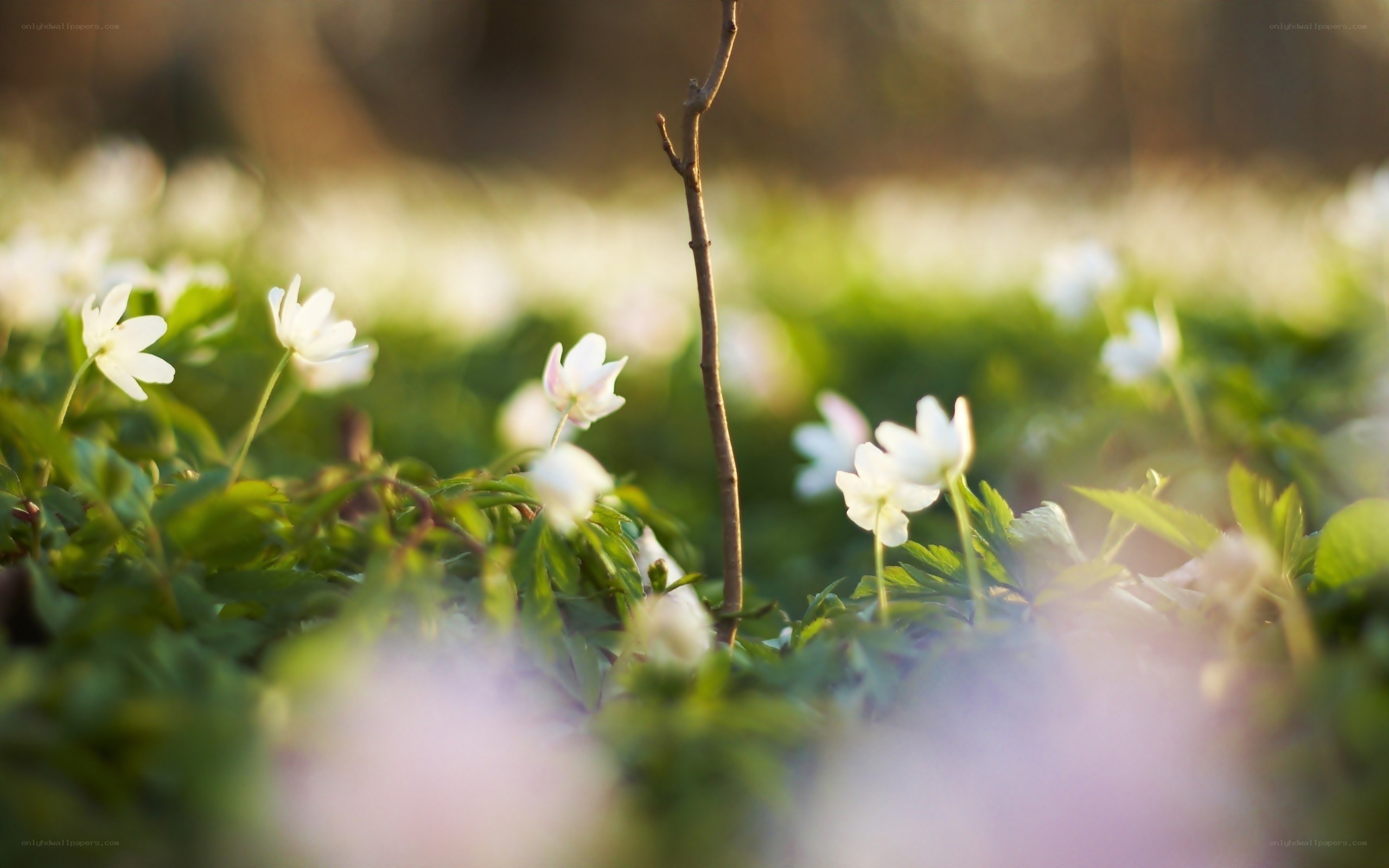 White flowers in a spring meadow