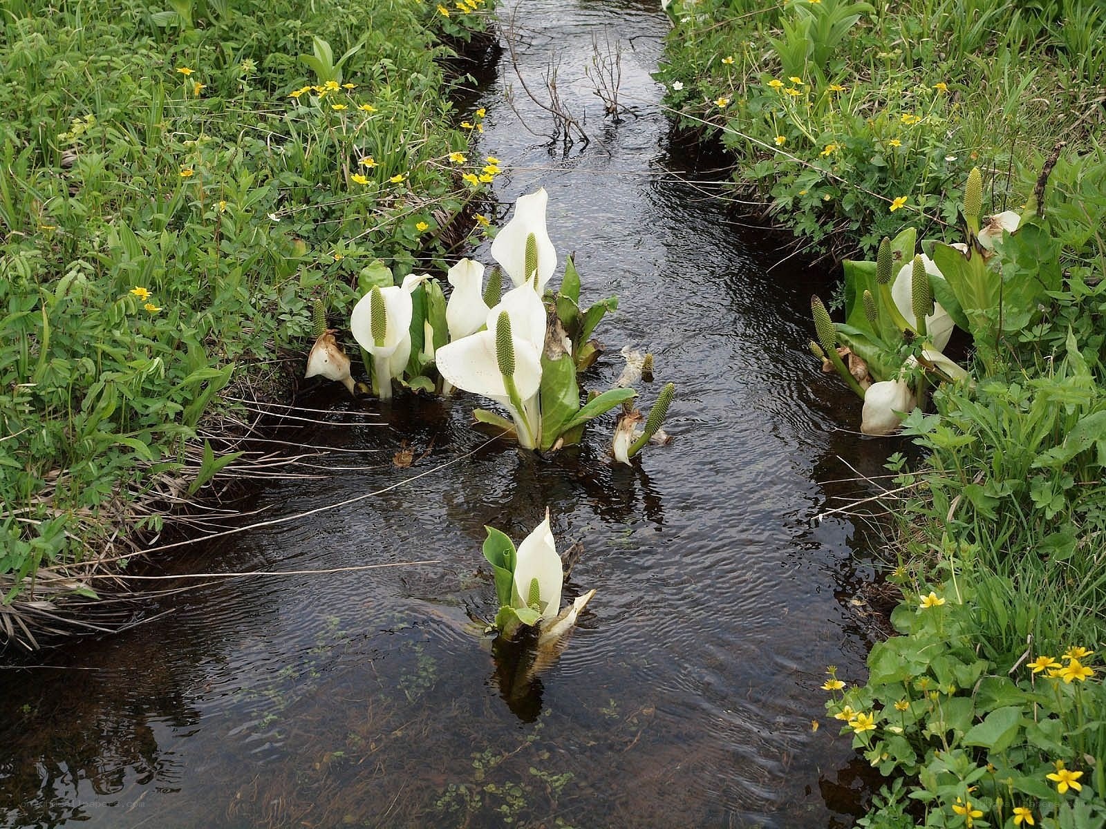 White flowers in a stream