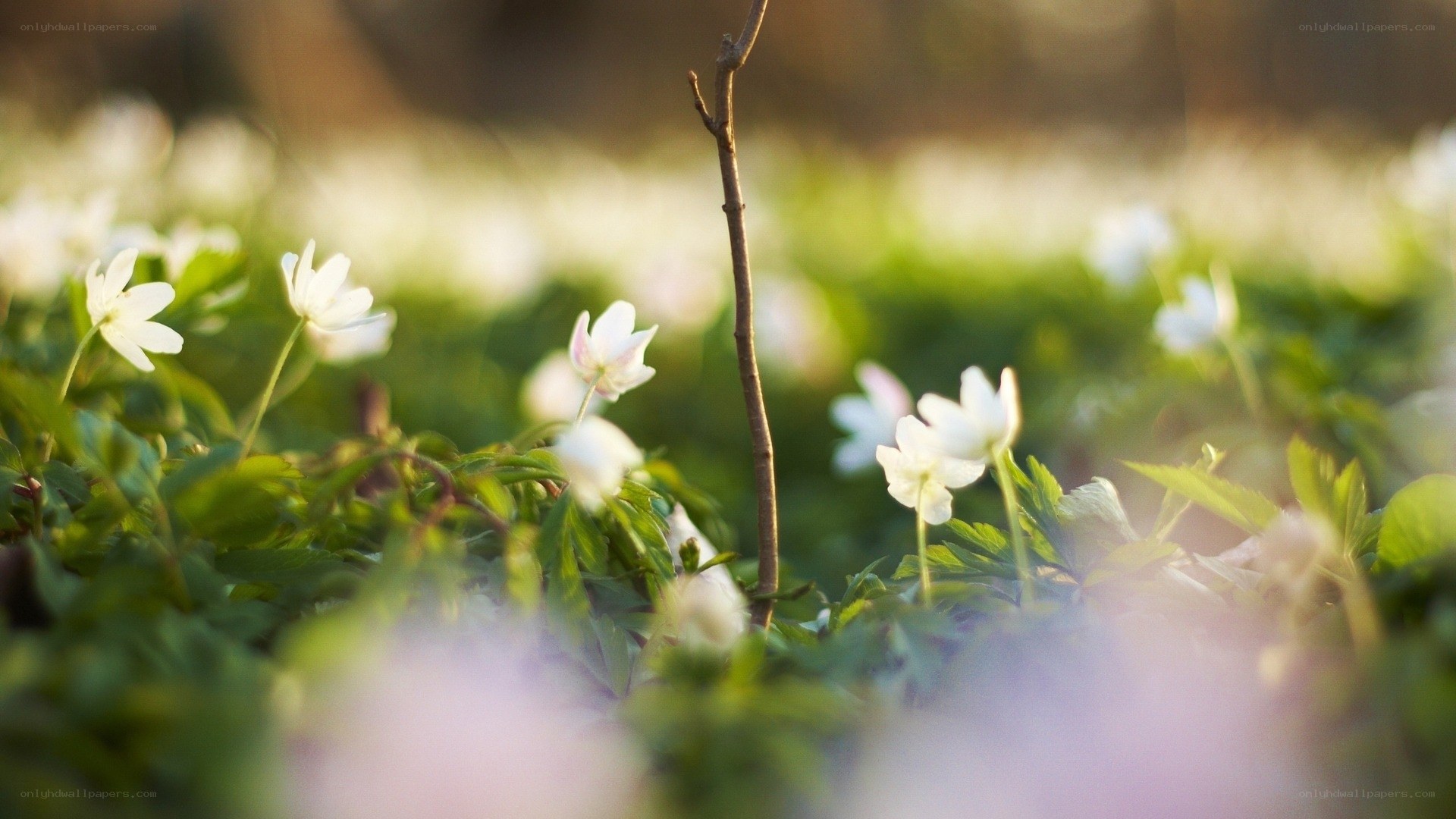 White flowers in a sunlit field