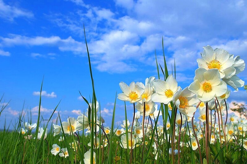 White flowers in a sunny field