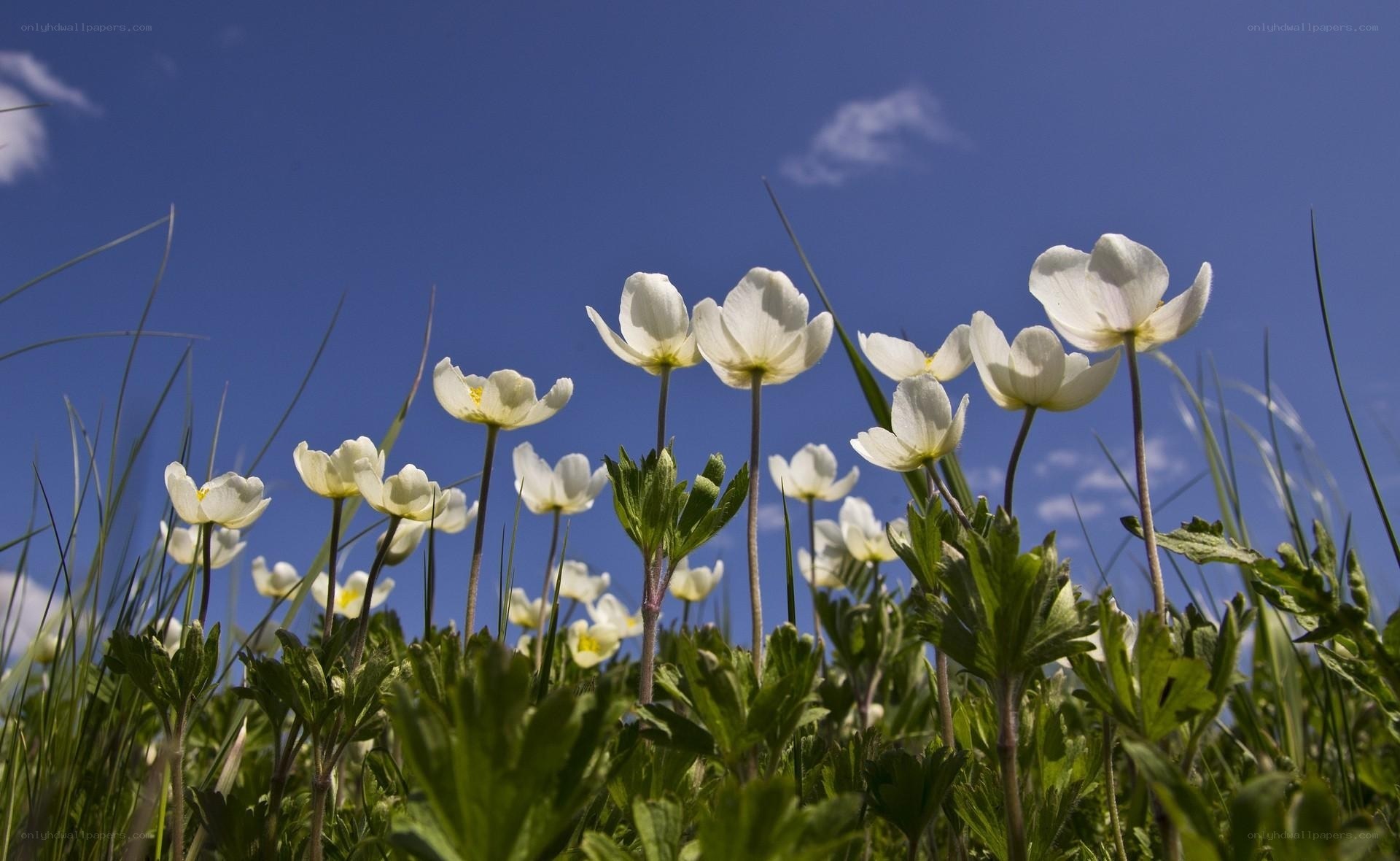 White flowers in a sunny field