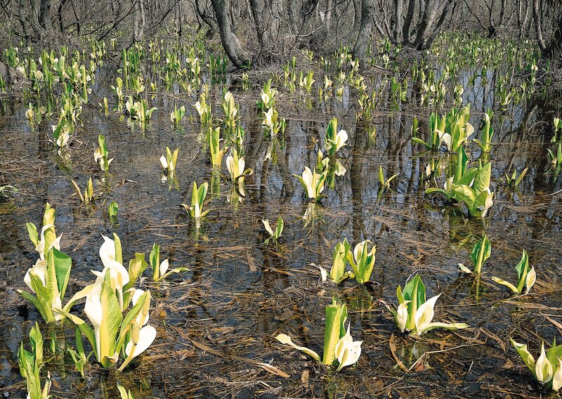 White flowers in a swamp