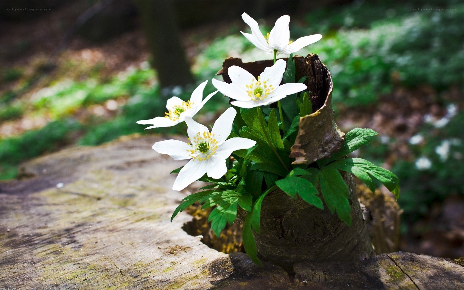 White flowers in a tree stump