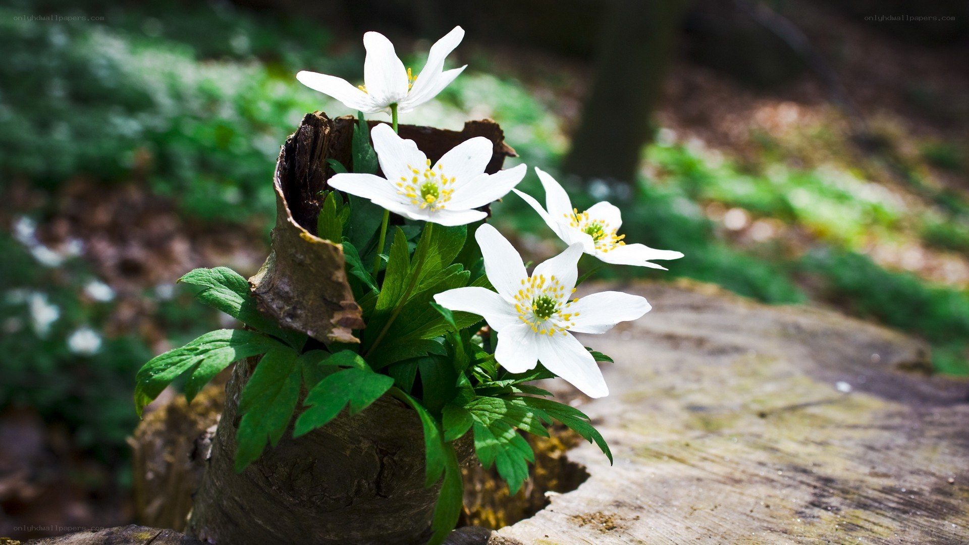 White flowers in a tree stump