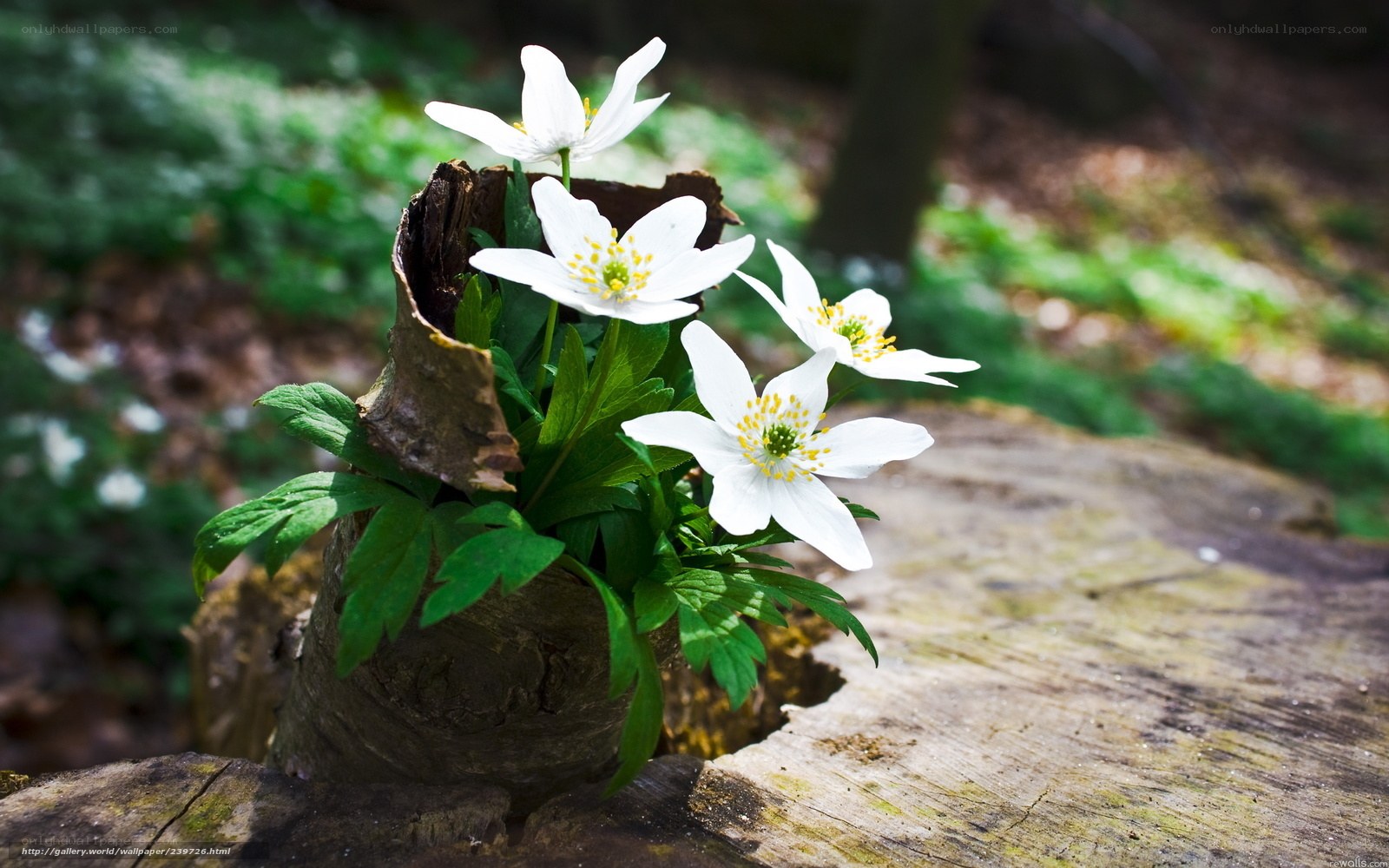 White flowers in a tree stump
