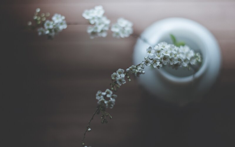 white flowers in a vase