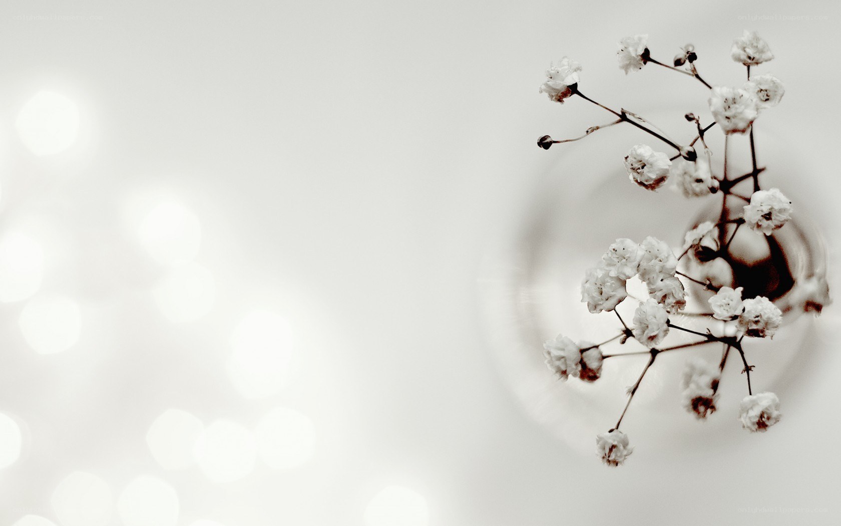 white flowers in a vase
