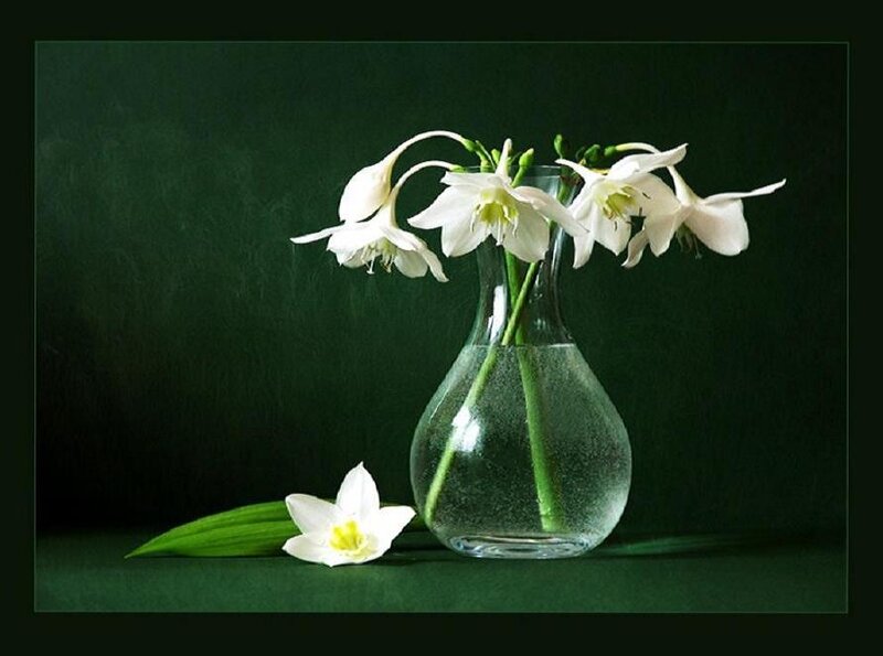 White flowers in a vase