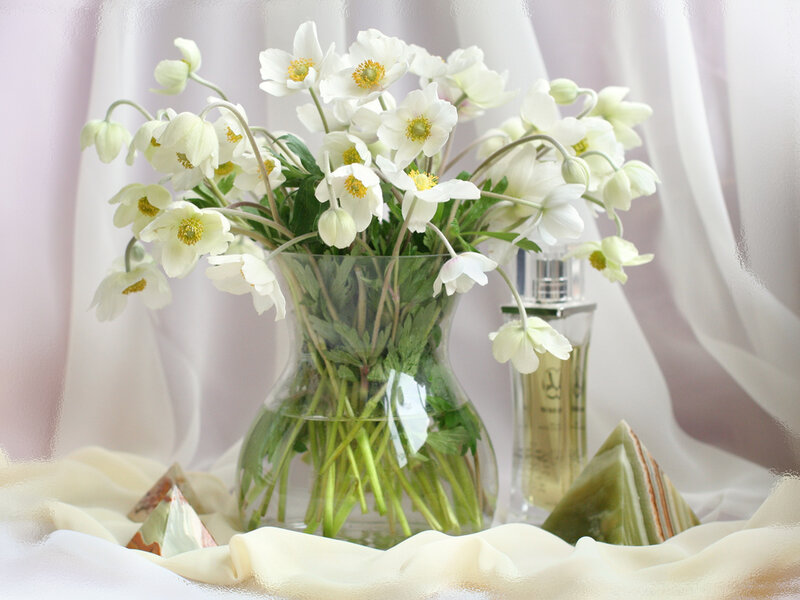 White Flowers in a Vase — Serene, Photograph