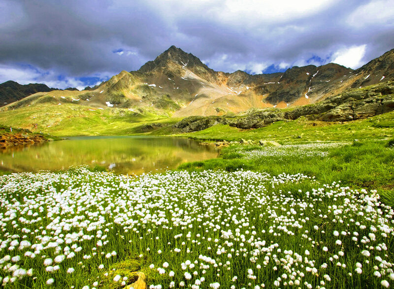 White Flowers in Alpine Meadow — Green, Serene