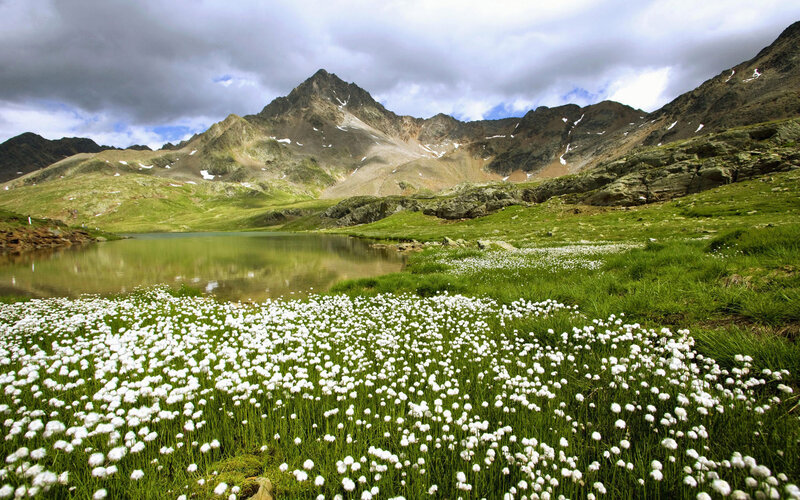 White Flowers in Alpine Meadow — Green