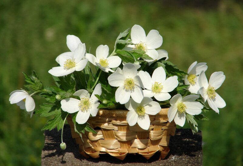 White Flowers in Basket — Serene, Afternoon