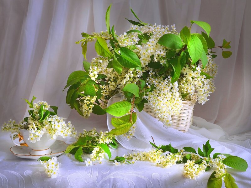 White Flowers in Basket — Serene, Spring, Photograph