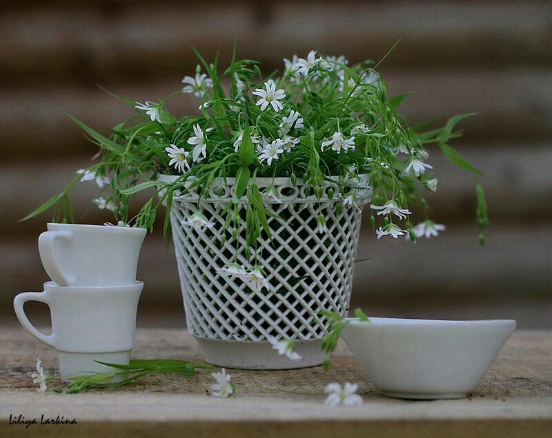 White Flowers in Basket — Serene
