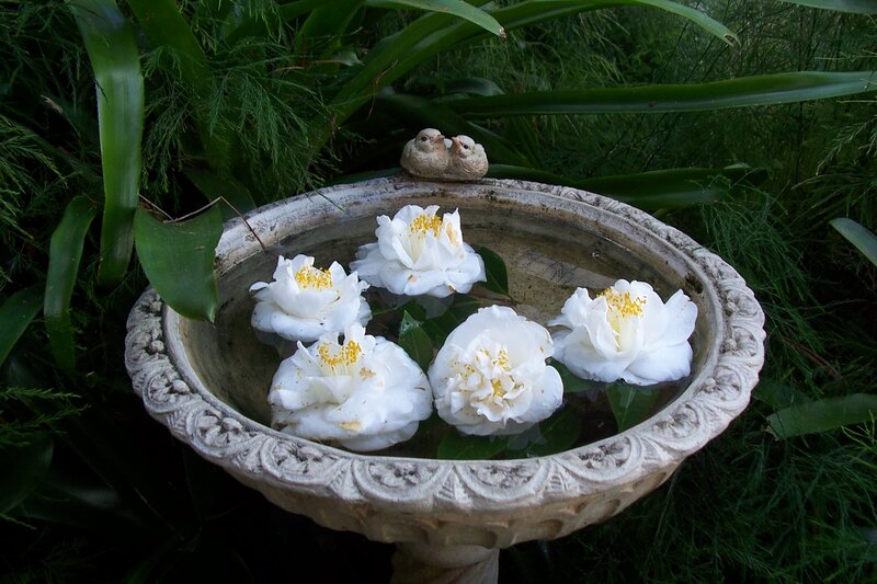 White Flowers in Birdbath