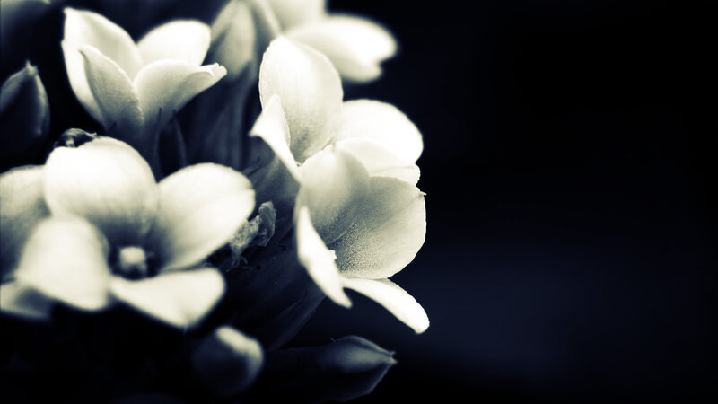 white flowers in black and white