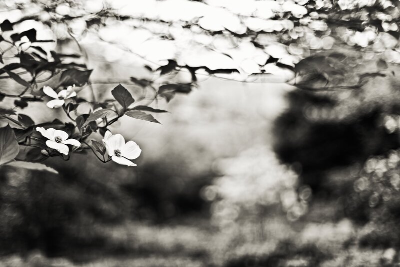 White flowers in black and white