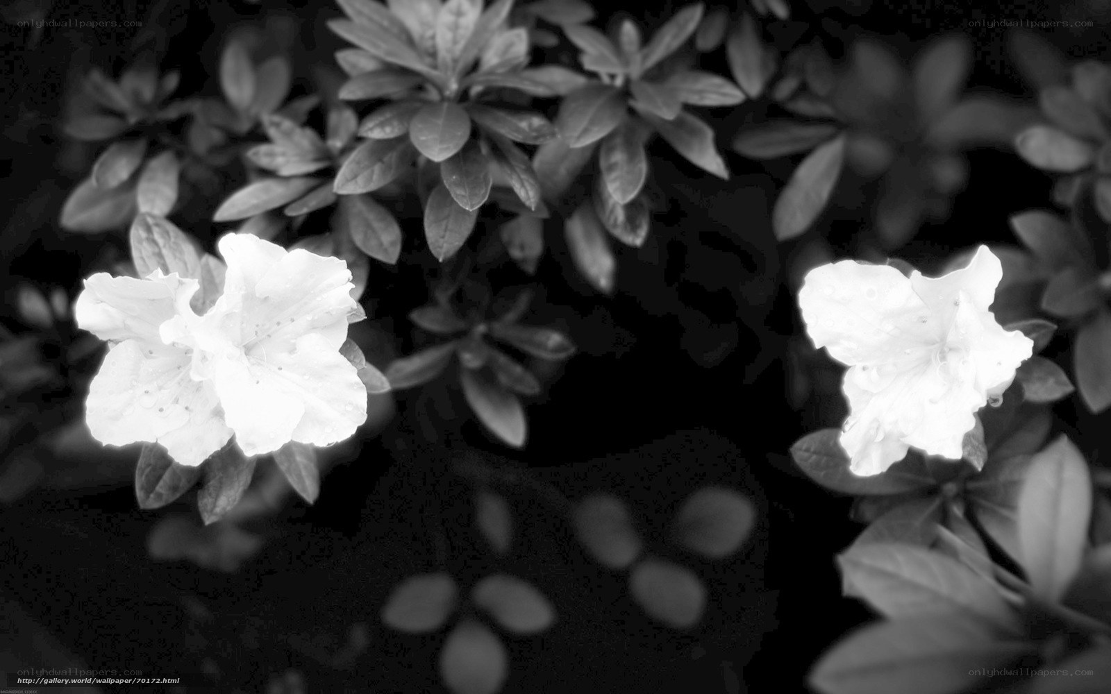 White flowers in black and white