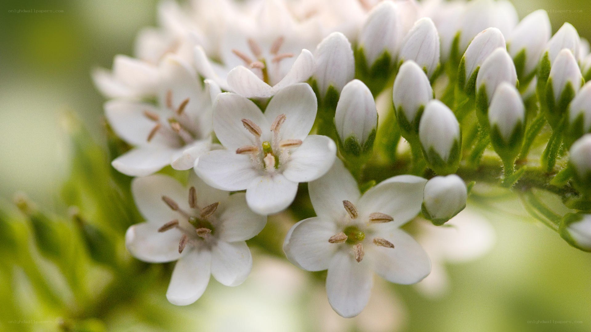 white flowers in bloom