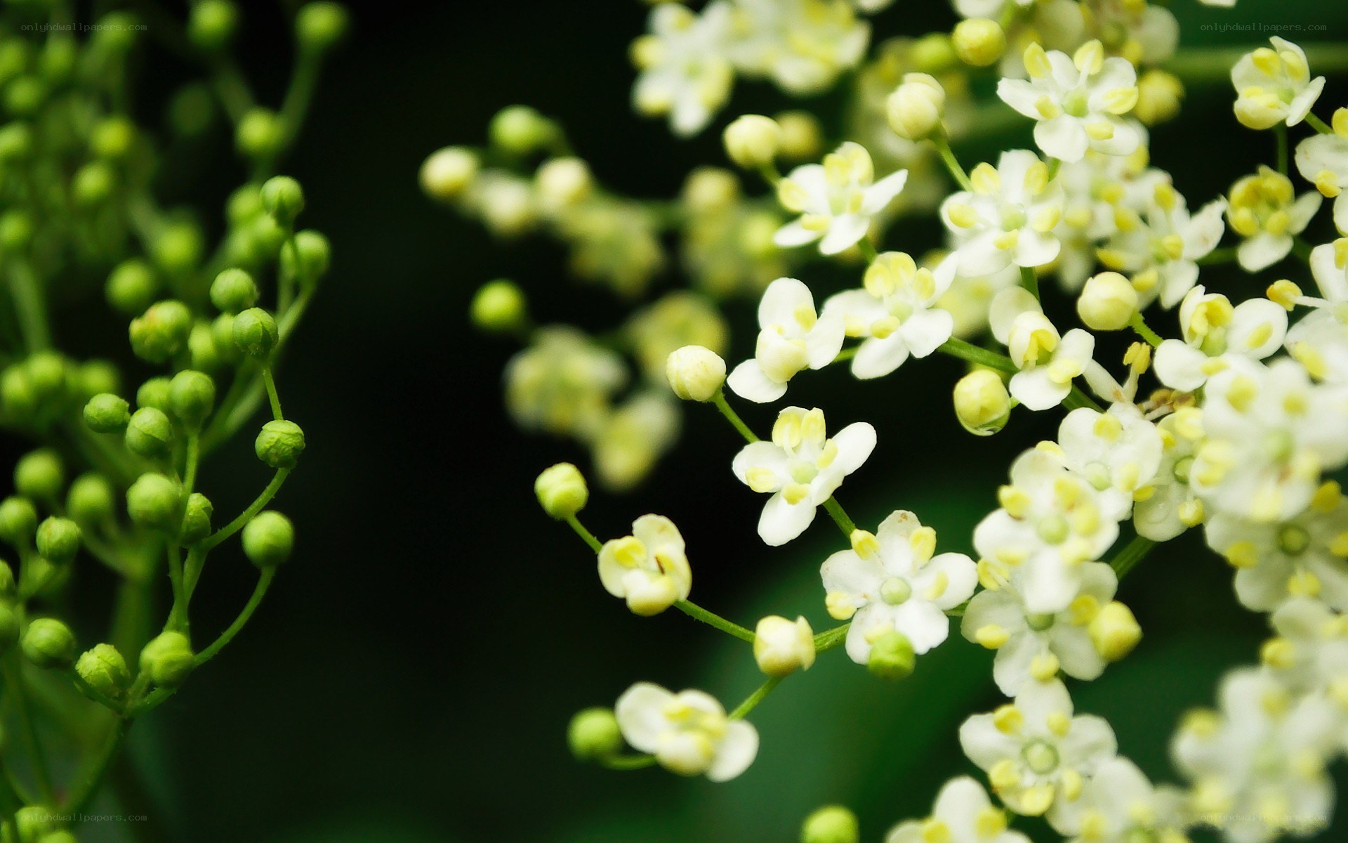 white flowers in bloom
