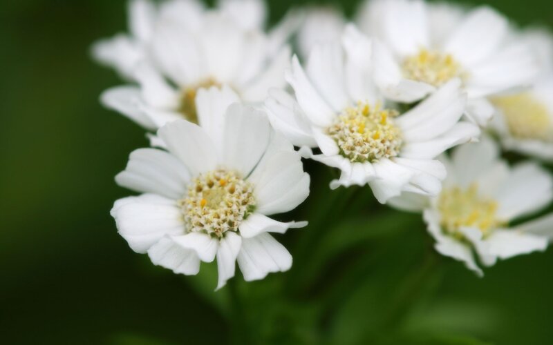 white flowers in bloom