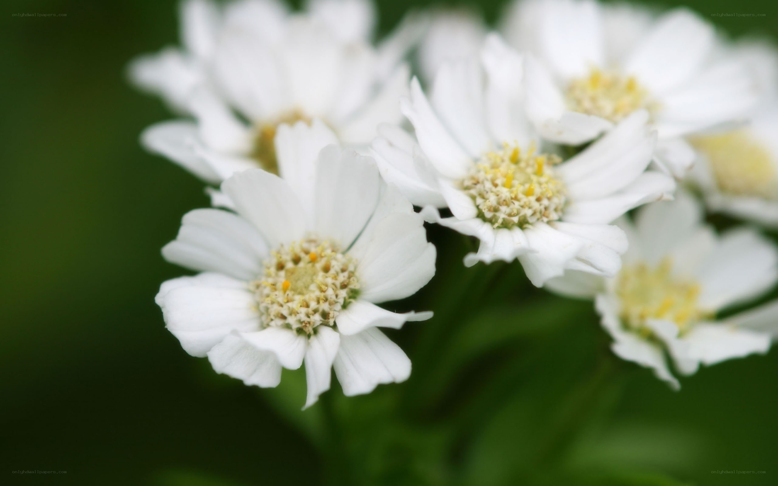 white flowers in bloom