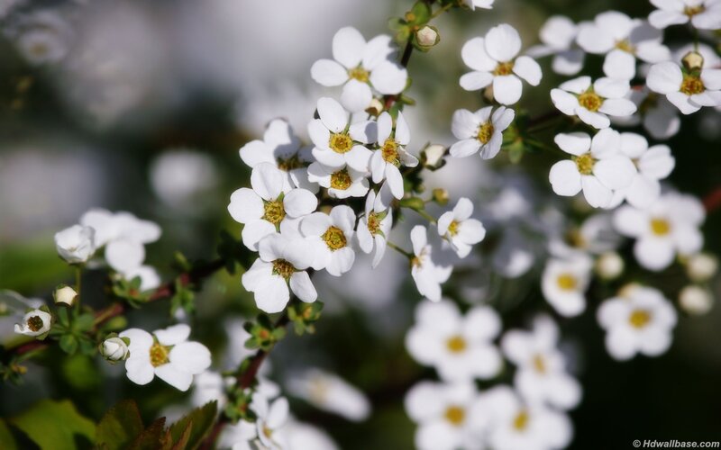 White flowers in bloom