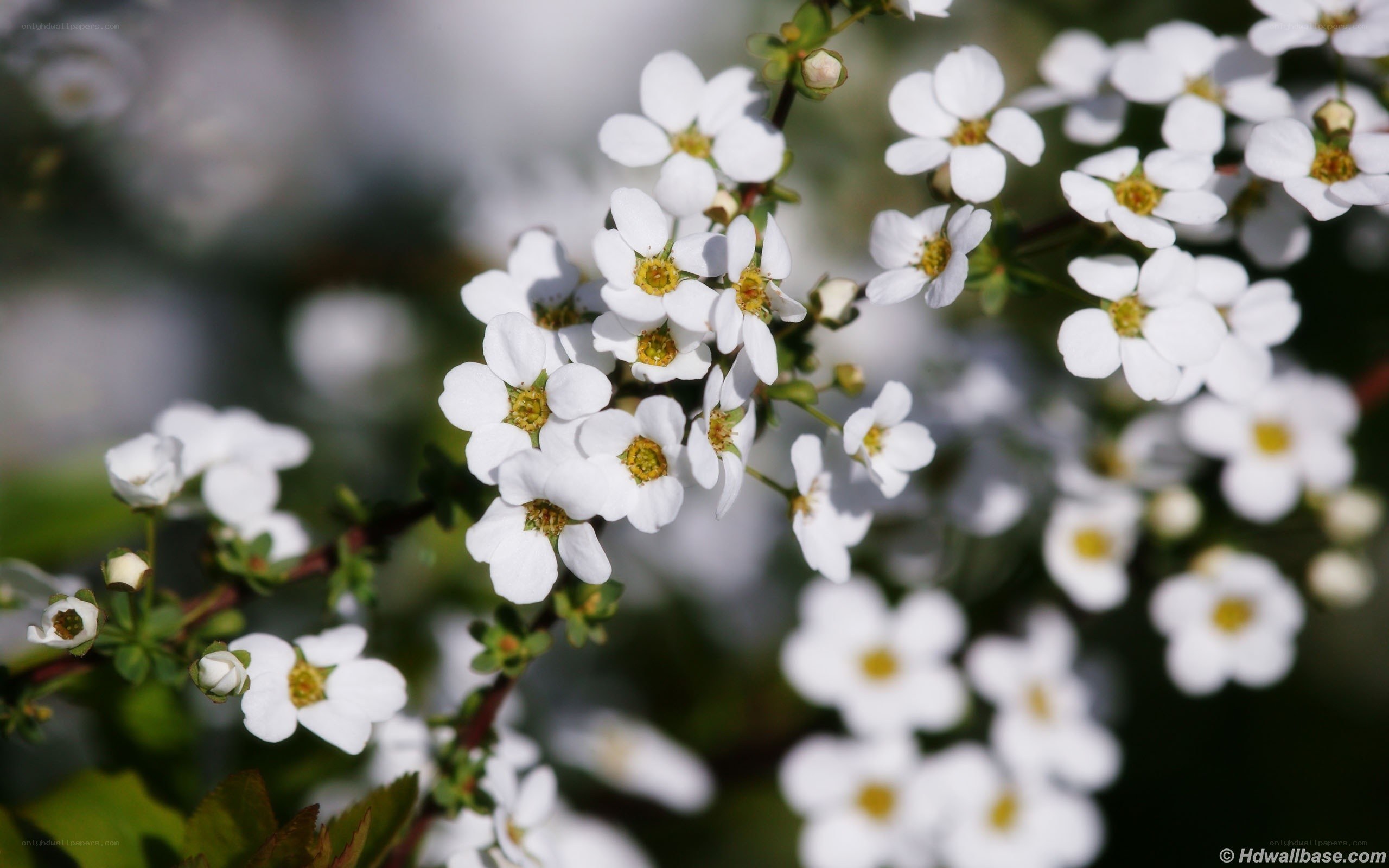 White flowers in bloom