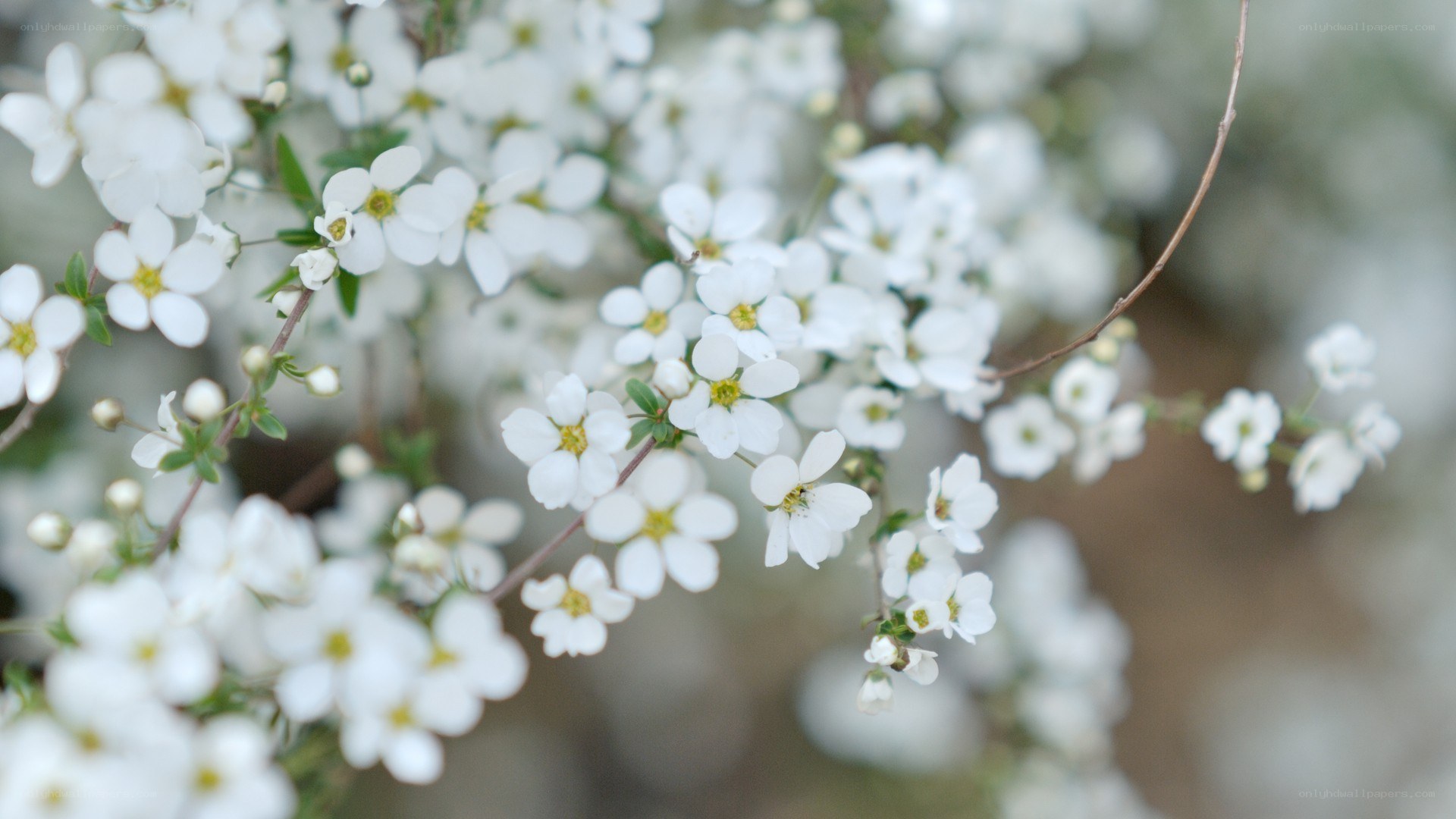 white flowers in bloom