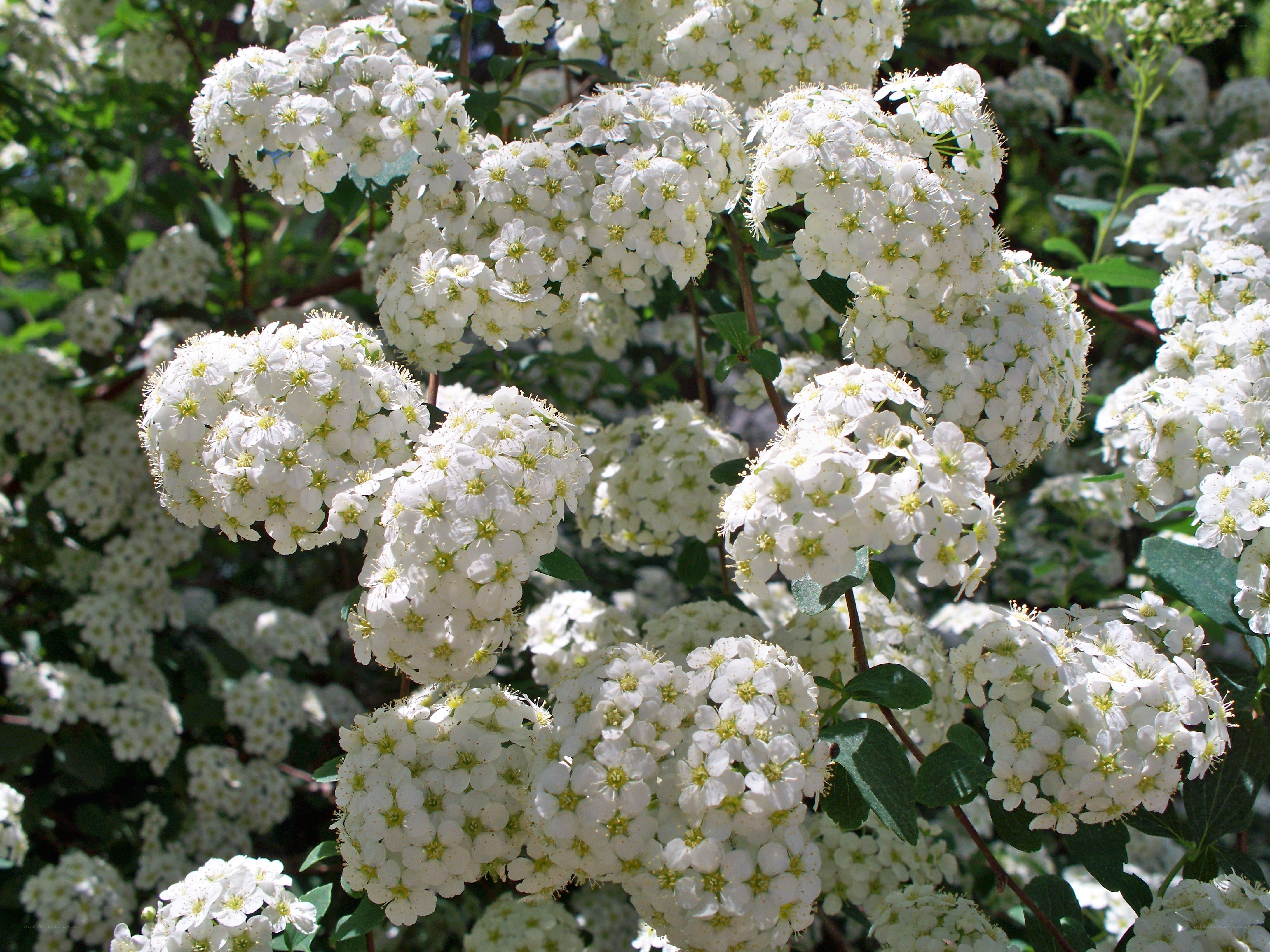 white flowers in bloom
