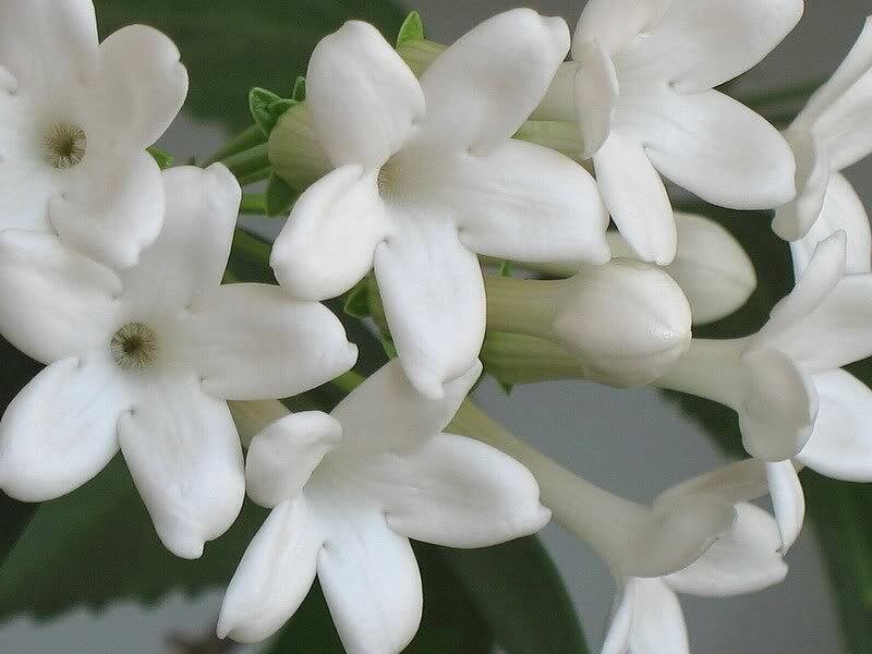 white flowers in bloom