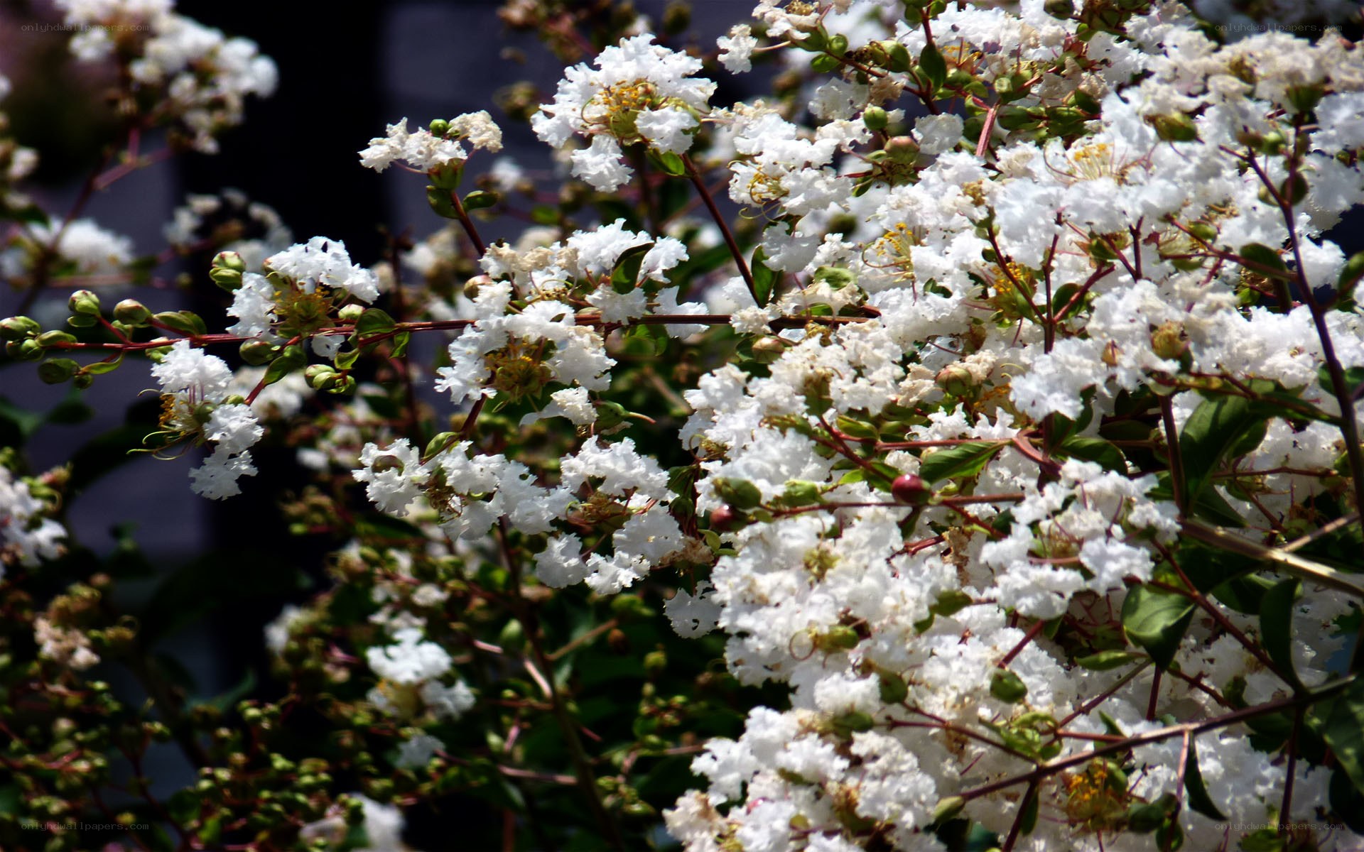 white flowers in bloom