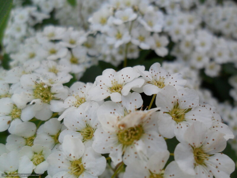 white flowers in bloom