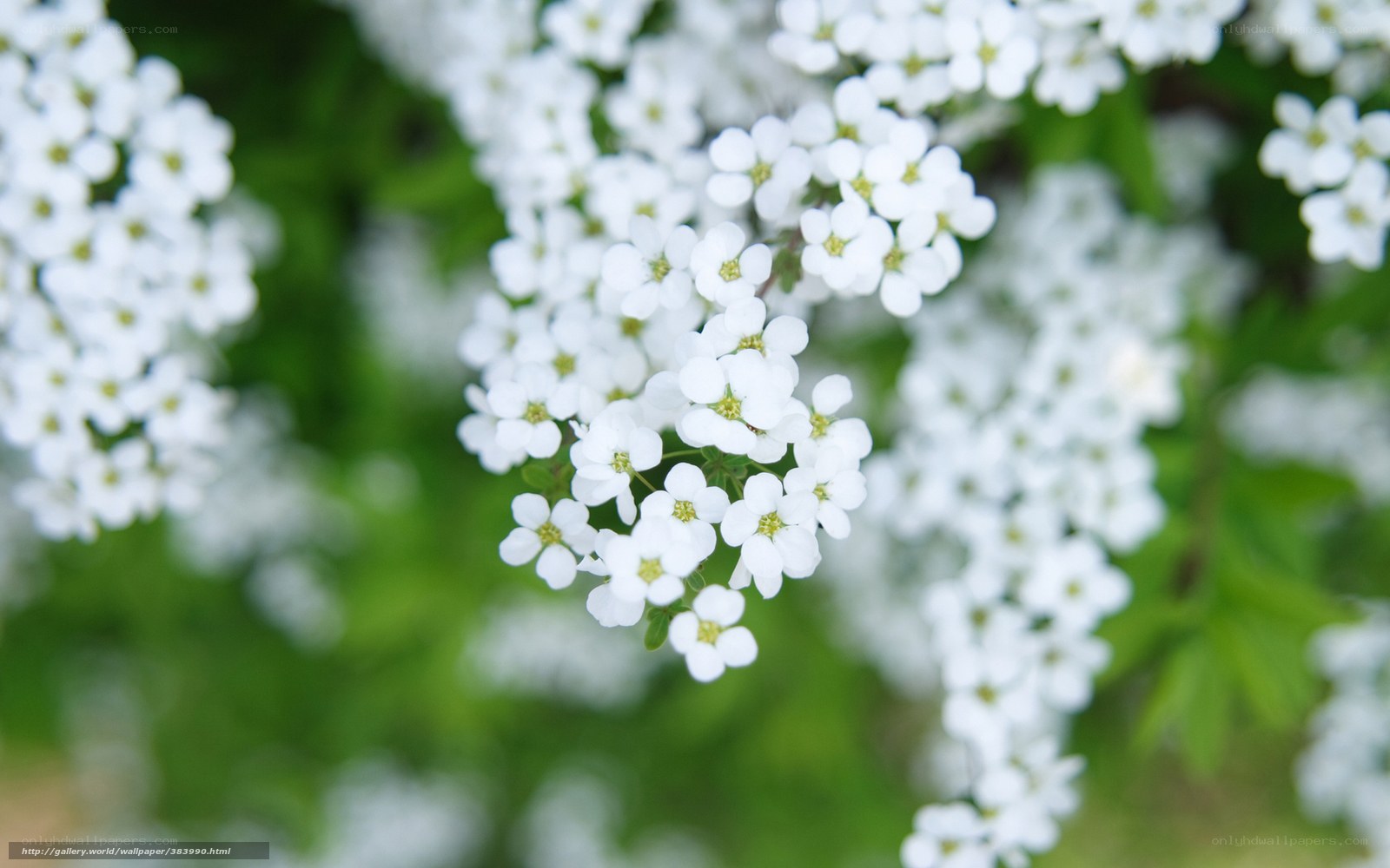White flowers in bloom