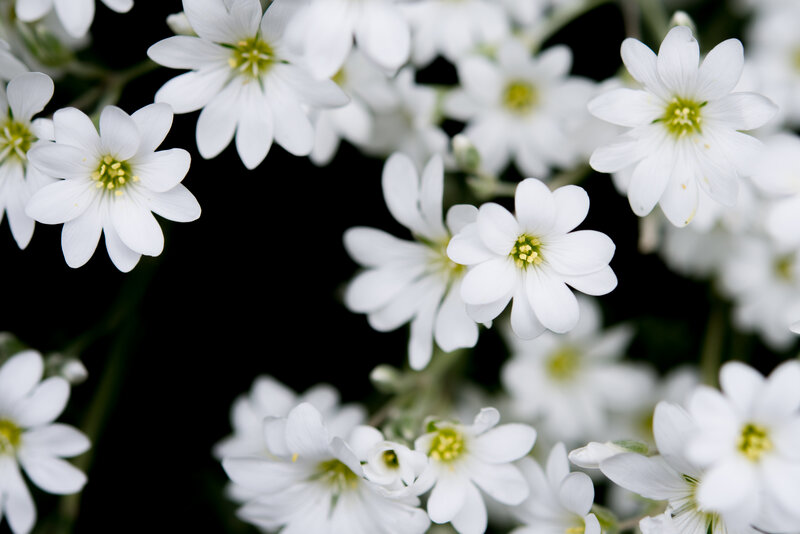 White flowers in bloom