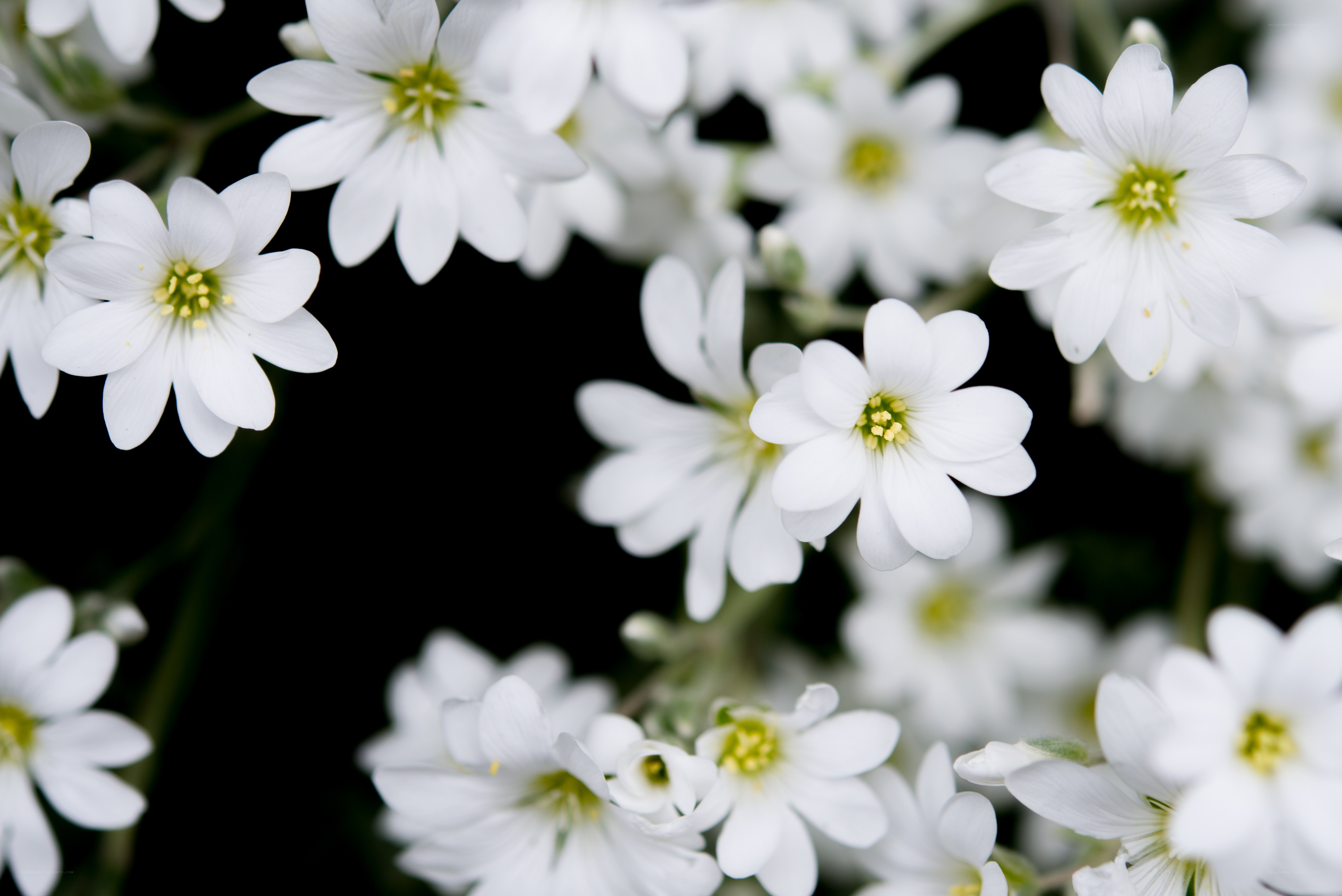 White flowers in bloom