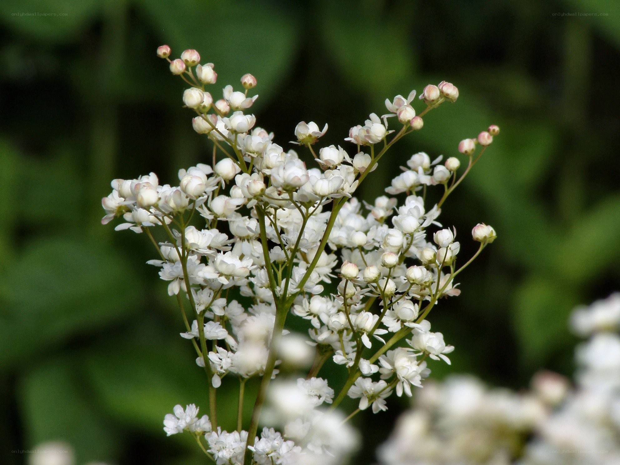 White flowers in bloom
