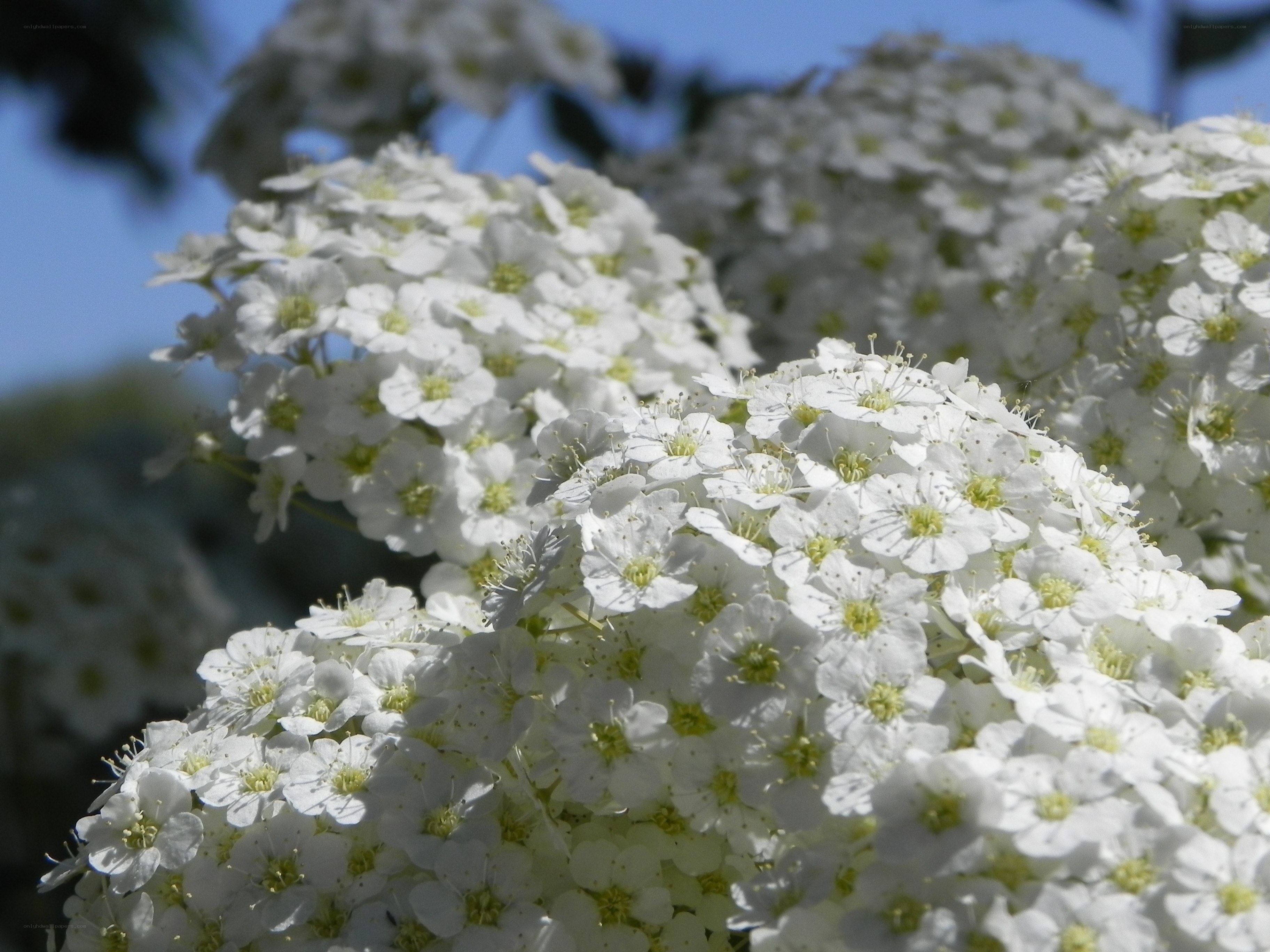 White flowers in bloom