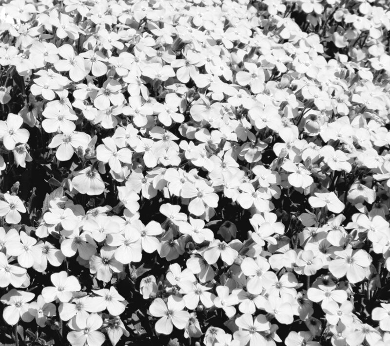 White Flowers in Bloom — Black, Calm